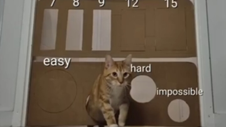 Clever Little Cat 😂