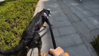 Walking your dog without a leash?