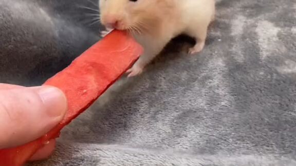 #hamstercute hahahha