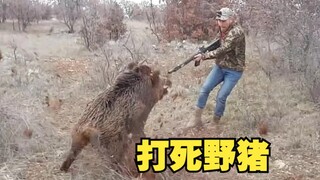 猎人连续打死凶狠的野猪！