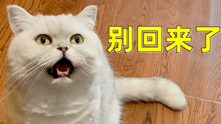 Sang majikan pulang dari perjalanan dinas tanpa membawa ikan kering. Melihat itu, si kucing langsung