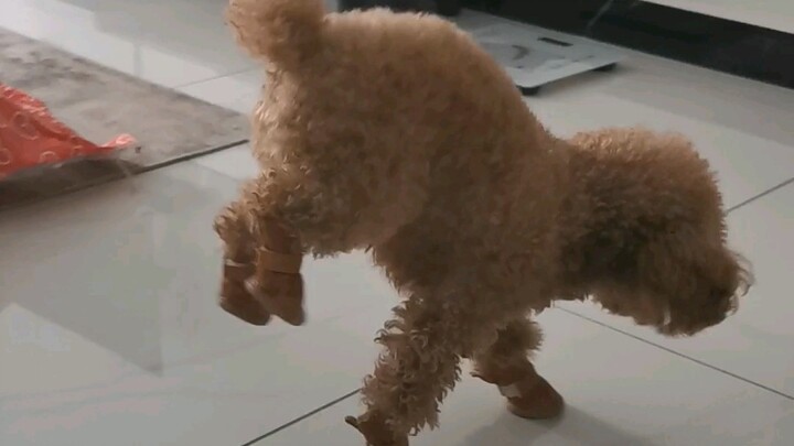 Apakah anjing lain juga kayak gini pas dipakaikan sepatu?