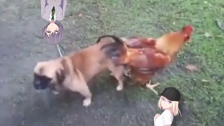 母鸡卡my狗里了