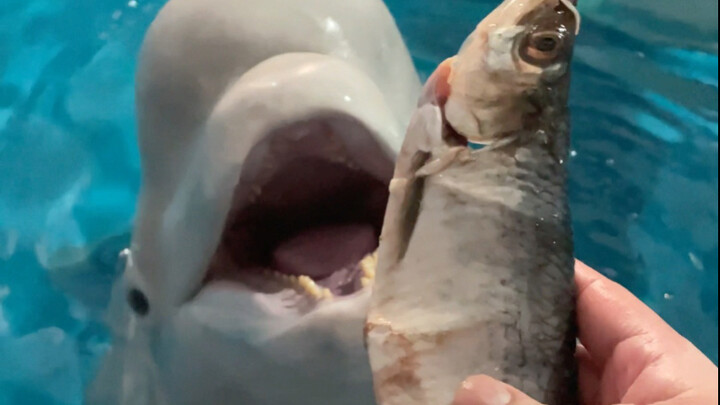 Ikan pertama harus dimakan Xiao Hei dulu 😂