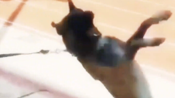 Dog: If you're bored and have nothing to do, you might as well take a little break.