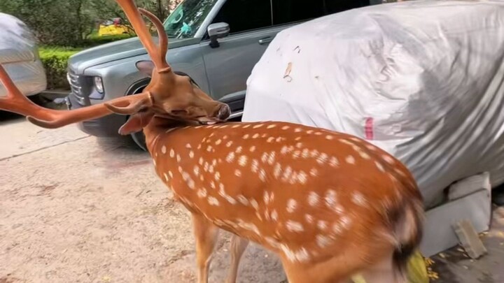 Rusa mekar sakura di Jalan Pesisir Dalian yang menggemaskan!