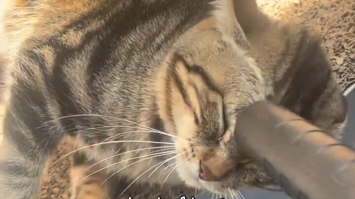 Mỗi lần tẩy lông, chú mèo đều rất hợp tác.