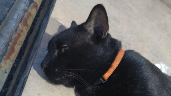 HAHAHAHAHA 194 sub indo