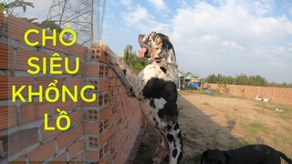 TRẠI CHÓ GREAT DANE CHÓ KHỔNG LỒ NHẤT THẾ GIỚI DỄ THƯƠNG| XÂY DỰNG PHẦN 2 #GREATDANEVIETNAM