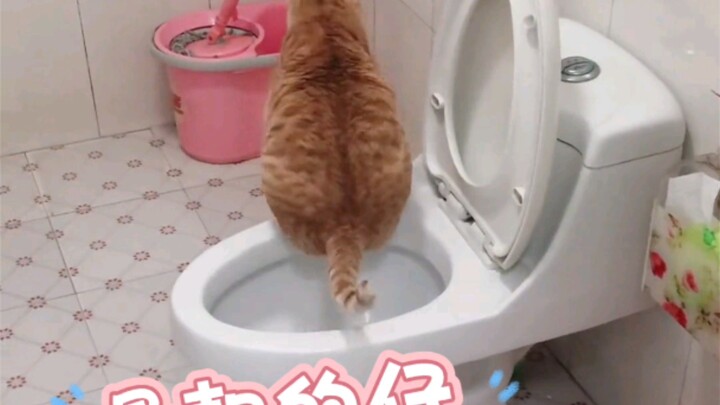 Have you ever seen a cat pooping?