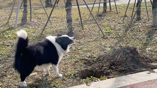 Besides Coke, Bella rarely plays with dogs, not even with her own mom or her stepdad Oreo, whom she 