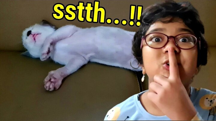 Ya Ampyuun Tidurnya Sampe Melet Gitu siih.. Gemesh! ❤️ Anak Kucing Lucu ❤️ Miss Cemplon
