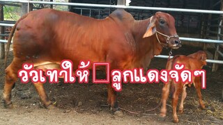 สุดจัดปลัดบอกกับการบรีีดวัวเทาให้เป็นวัวแดงจัดๆสไตล์ Kk farm ลุงเขียว|ช่องชัดเจนฟาร์ม|