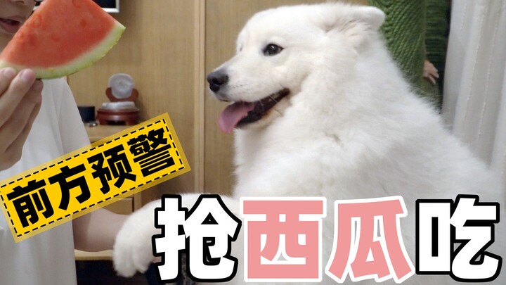 Chú chó Samoyed ăn kẹo dẻo dưa hấu khai màn mùa hè, cậu em đến phá bĩnh rồi bỏ đi luôn, mẹ: Con mau 