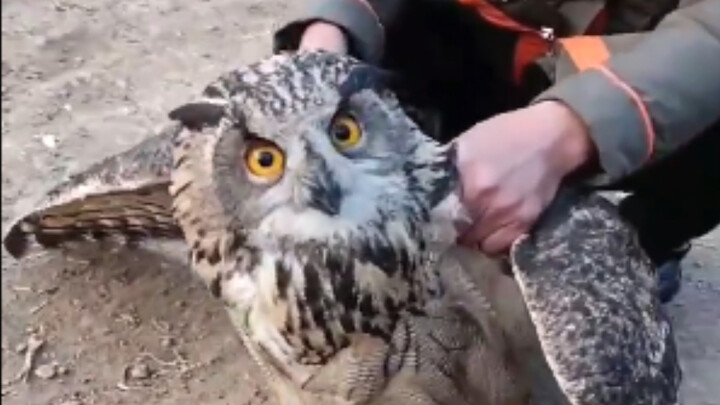 Owl: I only ate your chicken—what else can you do to me?