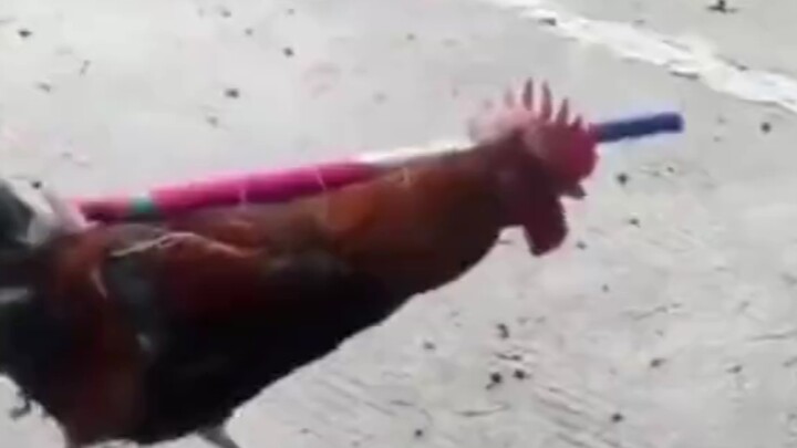 《ปืนไล่ไก่》