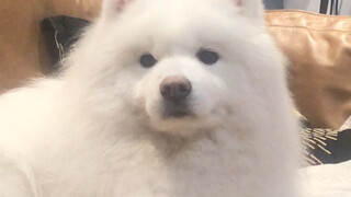 في الحقيقة، السامويا سهل الإرضاء جدًا؛ فعندما يكون حزينًا، يكفي أن تشتري له فخذ دجاج كبير!