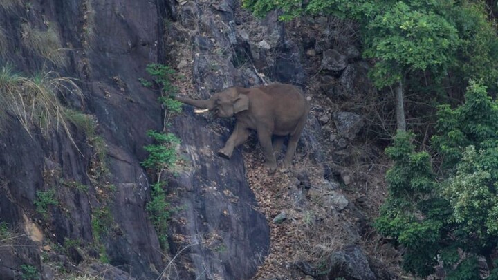 Gajah Asia mencari makan di tebing curam, dengan mobilitas yang menantang asumsi umum.