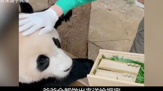 Panda raksasa kuliah di Rusia selama tiga tahun, langsung berubah menjadi beruang tempur nomor satu,