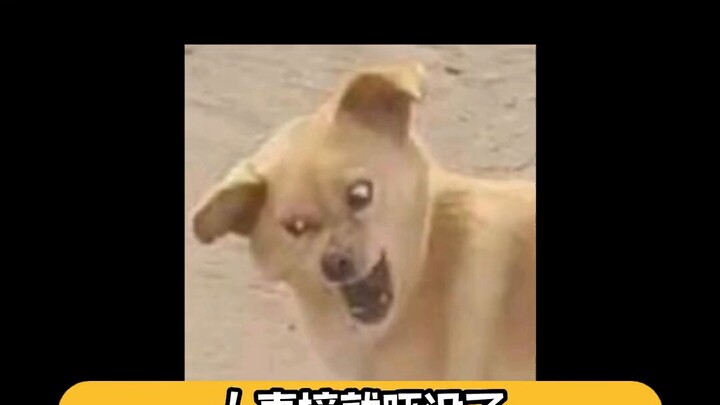 Lampu jalan yang ditumbuhi tanaman merambat pasti menakutkan untuk dilewati di tengah malam!