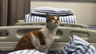 Tôi được một chú mèo con chăm sóc ở bệnh viện.