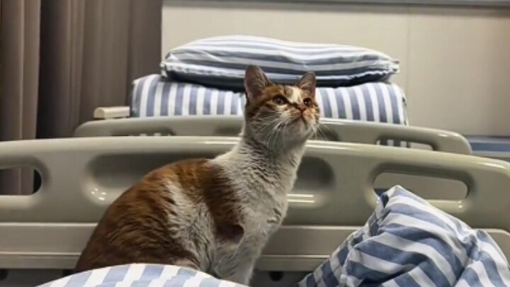 I was taken care of by a kitten in the hospital.