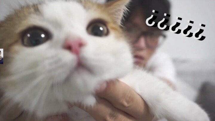 Let the Baby Kitten Heal You All Day!