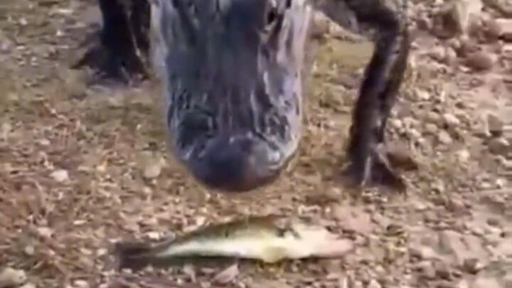 จระเข้จระเข้ไปแล้วเหรอ? ผมอยากเลี้ยงมันกินข้าว แต่มันกลับอยากกินผมเสียเอง