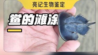Datanglah ke Hepu, Guangxi untuk melihat ada berapa banyak kepiting tapal kuda di sana?