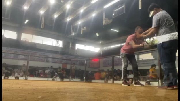 Toppy Muff Gold National Banded