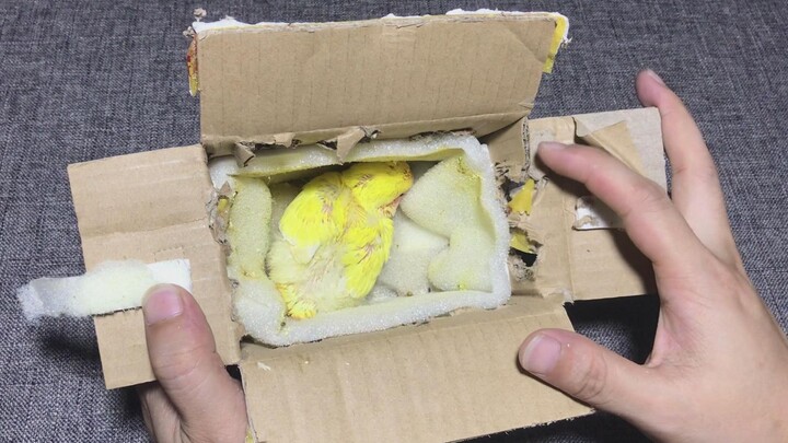 Unboxing An Online-Bought Parrot. It's Scarily Eager For Food