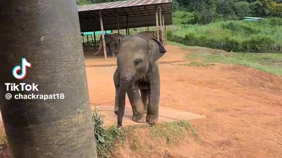 elephant 🐘 in china