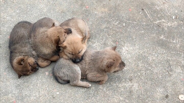 Tìm thấy một bầy cún con ở nhà cô, cho mình sưởi ấm tay tí nhé, hihihi~