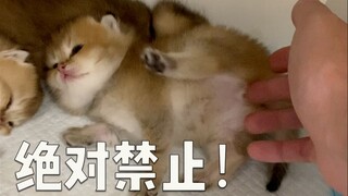 血泪教训！千万不要摸奶猫的pp！！！