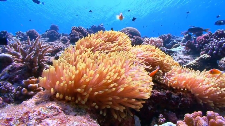 Nature Is Speaking GÇô Ian Somerhalder is Coral Reef _ Conservation Internationa