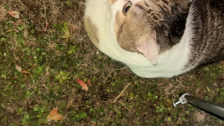 ไม่เคยกังวลเลยว่าเขาจะวิ่งหายไปในสวนสาธารณะ