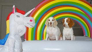Dogs vs Unicorn Prank & Rainbow Surprise สุนัขตลก Maymo Potpie และ Penny