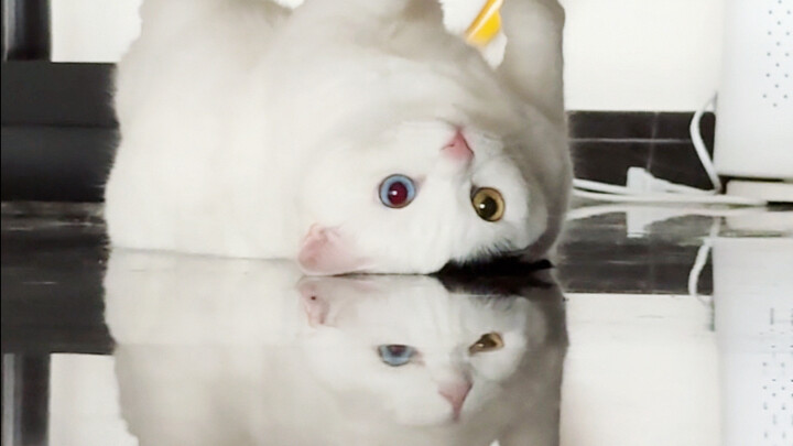 แมววัวตัวนี้ช่างแปลกจริงๆ!