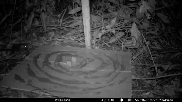 Percobaan Aplikasi Tikus