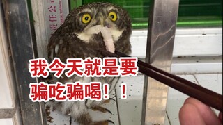 派出所里来了一只小猫头鹰，骗吃骗喝不肯走～【熊Sir的vlog】