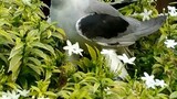 A bird on bush.