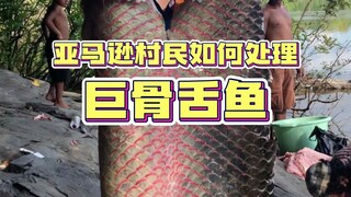 How do Amazon villagers deal with arapaima?
