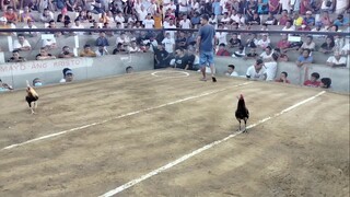 3-Cock UDC 04-21-23.           2nd Fight Win.                           #Pampanga JR Farm