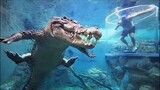 Bơi Cùng Con Cá Sấu Khổng Lồ Đã Khiến Họ Trở Nên Phấn Khích