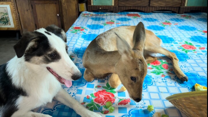 Go back to Lao Deng's house and have some fun