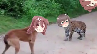 【戌神沁音】被夏哥吓坏了的面包狗