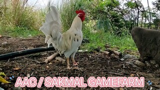 AAC/SAKMAL GAMEFARM