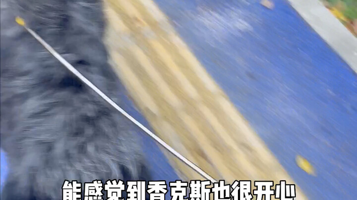 Tao mà nhặt được cả một đàn chó con cơ à! Vì mày tin tao nên tao nhất định sẽ không phụ lòng tin của