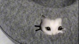 Cat, One Punch Man!