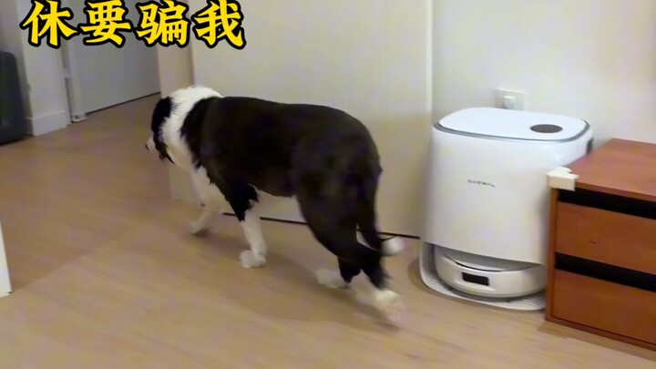 Anjing itu ditipu oleh AI…